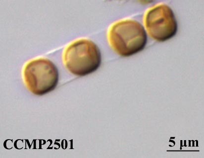 CCMP725 | NCMA at Bigelow Laboratory